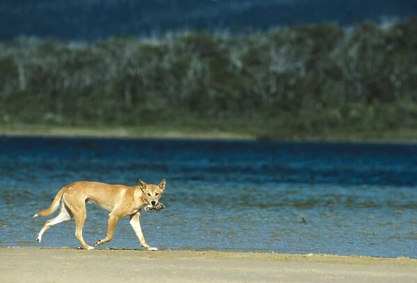 Dingo - With freshly caught bird - Southern New South Wales - Australia JPF17399