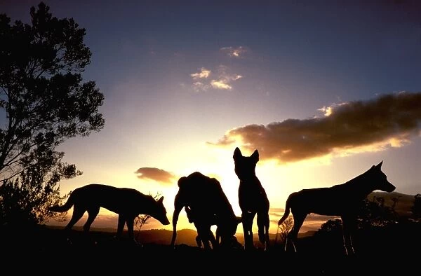 Dingo - Group at dawn, Southern New South Wales, Australia JPF17616