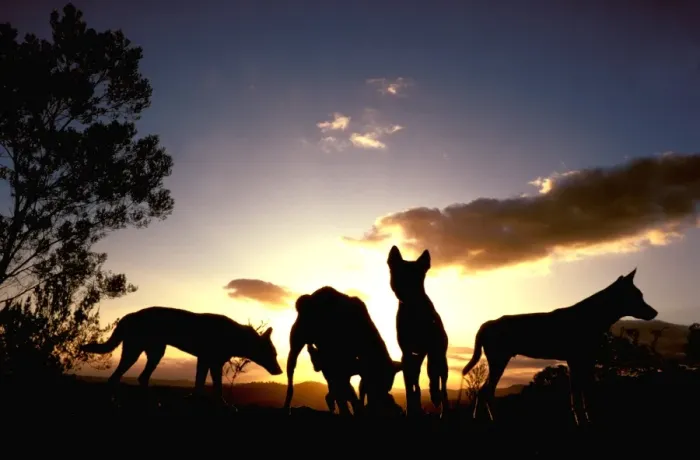 Framed Print : Dingo - Group at dawn, Southern New South Wales, Australia JPF17616 Framed Print : Dingo - Group at dawn, Southern New South Wales, Australia JPF17616