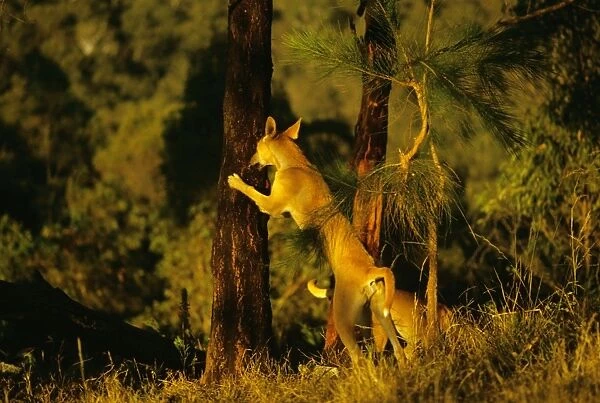 Dingo - Group feeding on kangaroo carcass - Australia JPF17194