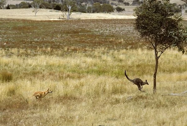 Dingo - Hunting Eastern Grey Kangaroo (Macropus giganteus) - Sequence 1 of 4 - East coast - New South Wales - Australia JPF17341