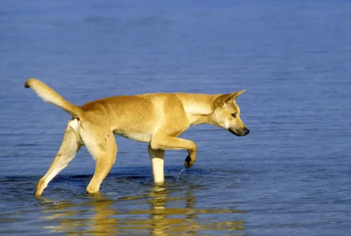 Framed Print : Dingo - Hunting in water - Southern New South Wales - Australia JPF17417 Framed Print : Dingo - Hunting in water - Southern New South Wales - Australia JPF17417