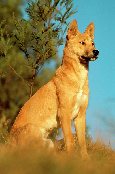 Dingo JPF 189550 Activity, description - Location Canis familiaris dingo © Jean-Paul Ferrero  /  ARDEA LONDON