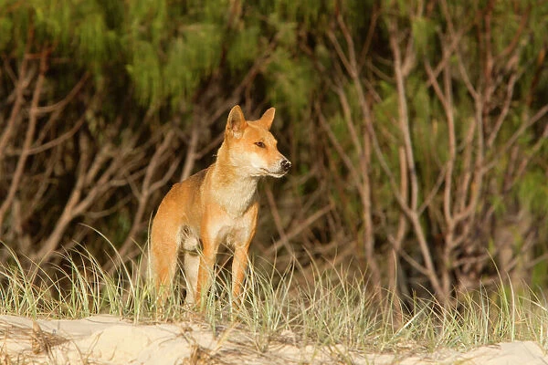 Dingo - male adult stands on the edge of a wooded area and scans the beach to see if it's save to leave cover. Just after sunrise - Fraser Island World Heritage Area, Great Sandy National Park, Queensland, Australia