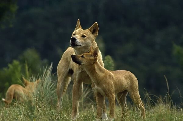 Dingo - male with pup, Southern New South Wales, Australia JPF19009