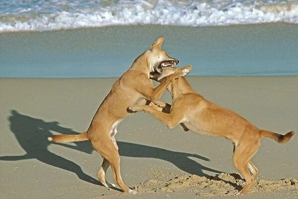 Dingo - Two males fighting on the beach - Nadgee Nature Reserve - far south coast New South Wales - Australia JPF17378