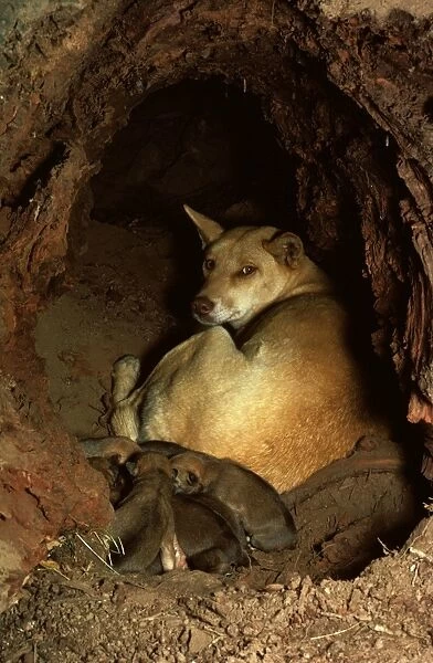 Dingo - Mother with pups in den, Australia JPF55112