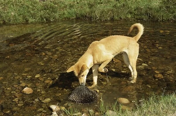 Dingo - Nosing at Echidna in water - Southern New South Wales - Australia JPF17247