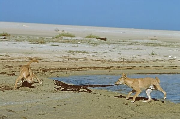 Dingo - Pair confronting Lace Monitor (Varanus varius) - Nadgee Nature Reserve - far south coast New South Wales - Australia JPF17370