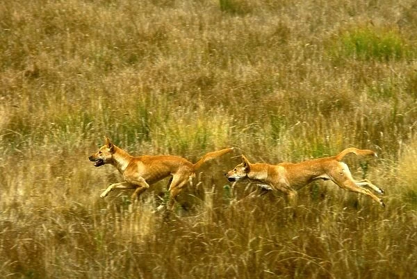 Dingo - pair running in open grassland, Southern New South Wales, Australia JPF19005