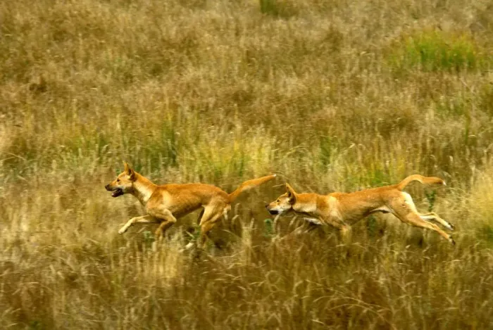 Framed Print : Dingo - pair running in open grassland, Southern New South Wales, Australia JPF19005 Framed Print : Dingo - pair running in open grassland, Southern New South Wales, Australia JPF19005