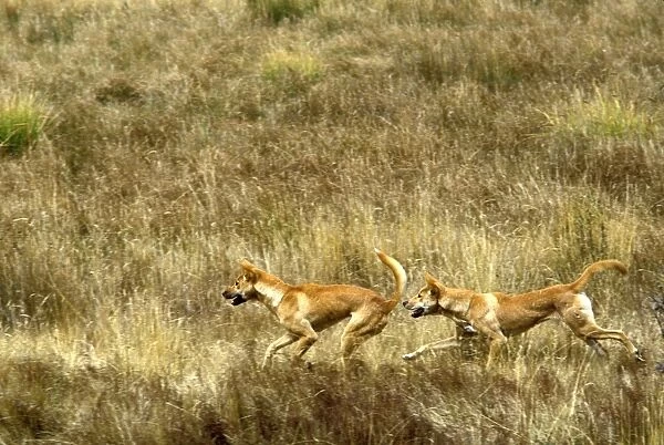Dingo - pair running in open grassland, Southern New South Wales, Australia JPF19002
