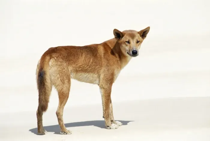 Framed Print : Dingo PC 130 © Piers Cavendish / ARDEA LONDON Framed Print : Dingo PC 130 © Piers Cavendish / ARDEA LONDON