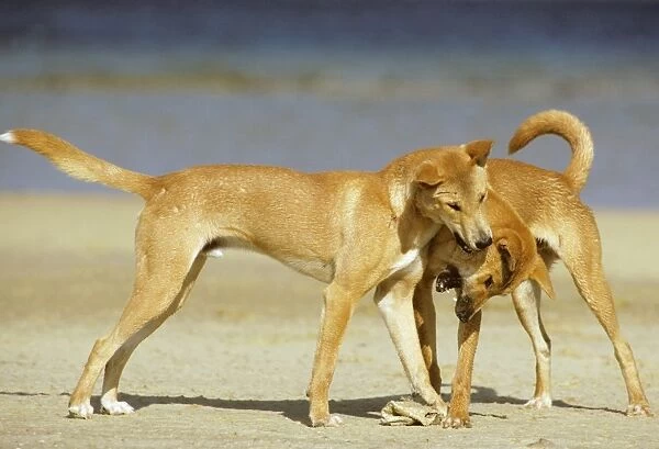 Dingo - Playing on the beach - East coast - New South Wales - Australia JPF17396