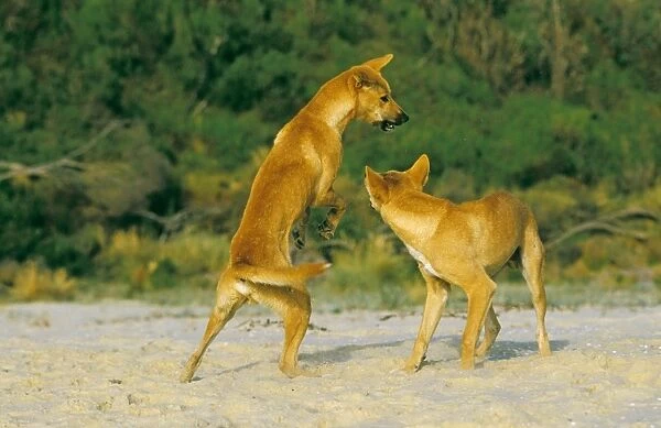 Dingo - Playing - Southern New South Wales - Australia JPF17493