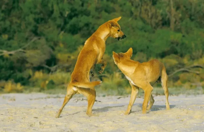 Framed Print : Dingo - Playing - Southern New South Wales - Australia JPF17493 Framed Print : Dingo - Playing - Southern New South Wales - Australia JPF17493