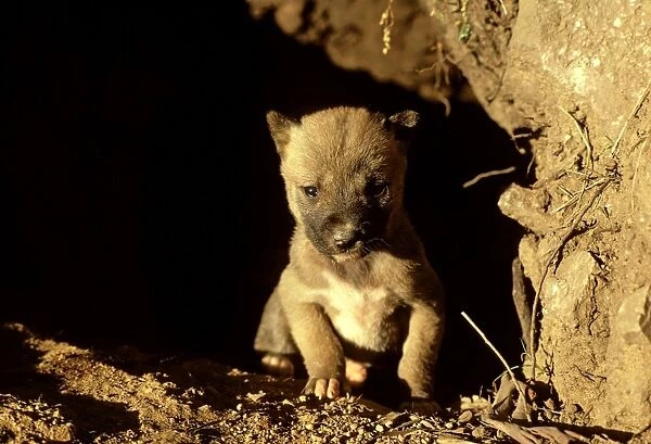 Dingo - Pup in den - Southern New South Wales - Australia JPF17517