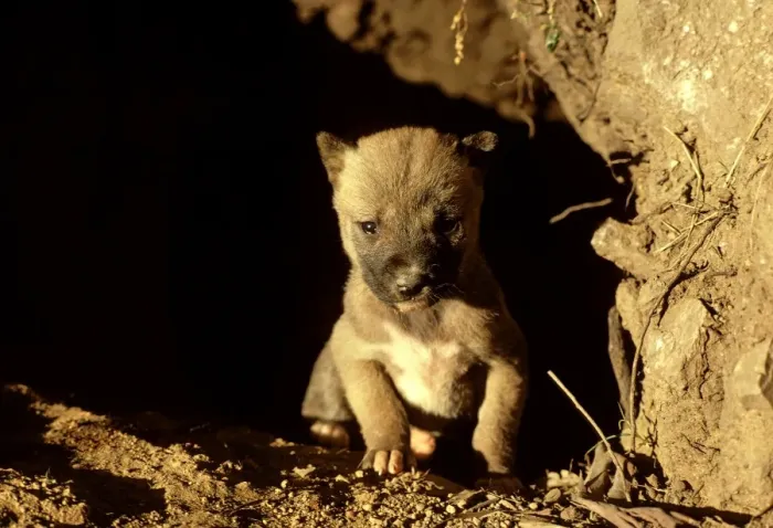 Framed Print : Dingo - Pup in den - Southern New South Wales - Australia JPF17517 Framed Print : Dingo - Pup in den - Southern New South Wales - Australia JPF17517