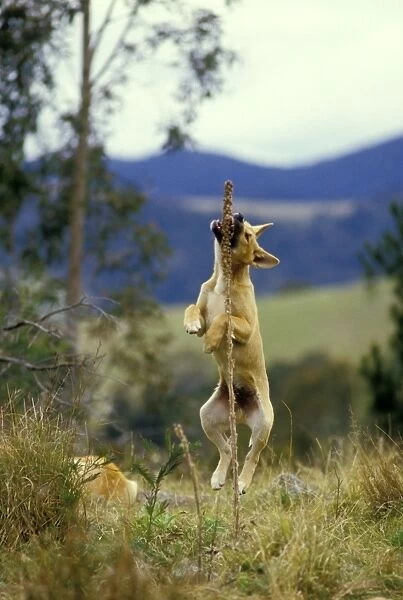 Dingo - Pup playing with a plant - Eastern Australia JPF17485