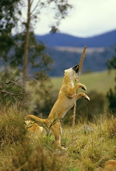 Dingo - pup playing with a plant, Eastern Australia JPF17497