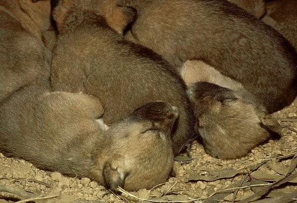 Dingo - pups in den, Southern New South Wales, Australia JPF17556