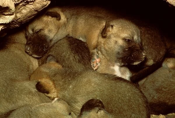 Dingo - pups in den, Southern New South Wales, Australia JPF17554