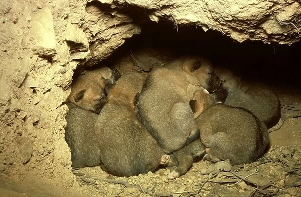 Dingo - pups in den, Southern New South Wales, Australia JPF17527
