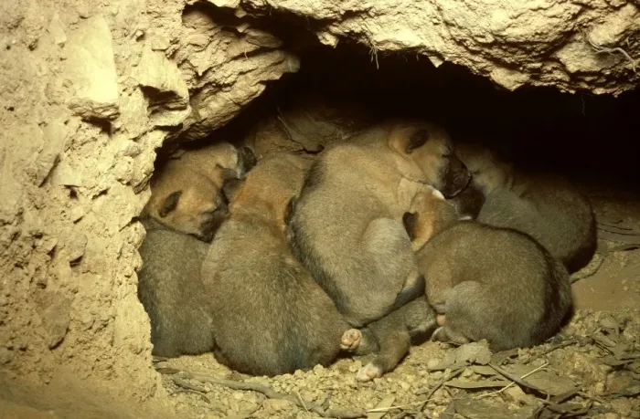 Framed Print : Dingo - pups in den, Southern New South Wales, Australia JPF17527 Framed Print : Dingo - pups in den, Southern New South Wales, Australia JPF17527