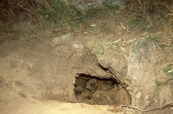 Dingo - pups in den, viewed from entrance, Southern New South Wales, Australia JPF17532