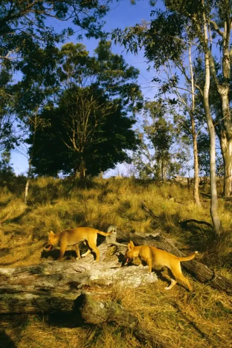 Framed Print : Dingo - Pups - East coast - New South Wales - Australia JPF17281 Framed Print : Dingo - Pups - East coast - New South Wales - Australia JPF17281