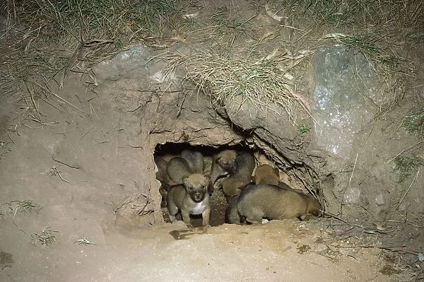 Dingo - pups at mouth of den, Southern New South Wales, Australia JPF17561