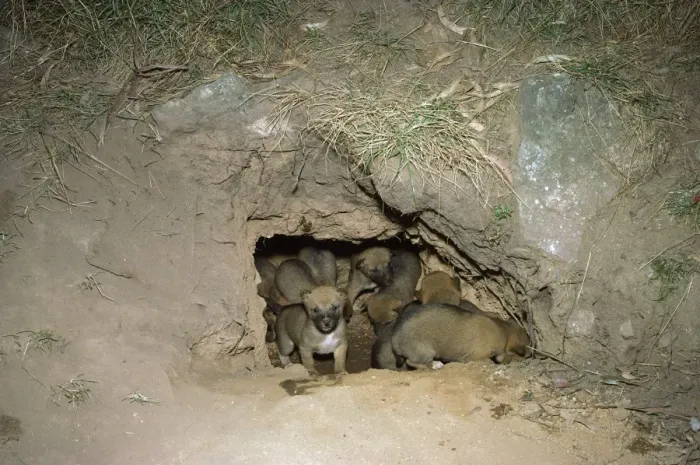 Framed Print : Dingo - pups at mouth of den, Southern New South Wales, Australia JPF17561 Framed Print : Dingo - pups at mouth of den, Southern New South Wales, Australia JPF17561