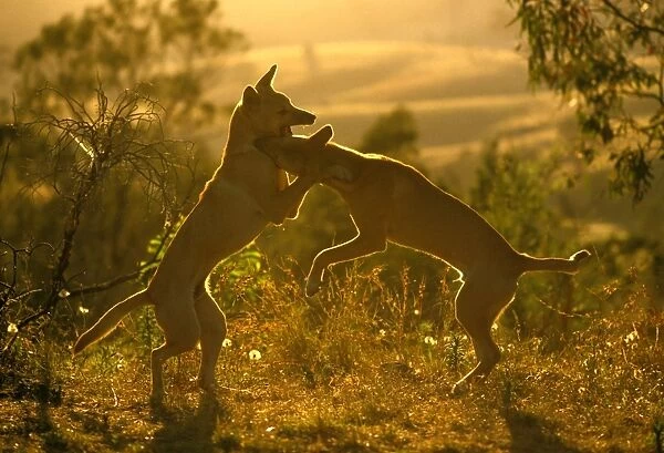 Dingo - pups play-fighting, Eastern Australia JPF55072