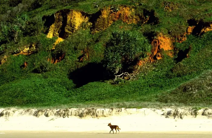 Framed Print : Dingo - Seventy Five Mile Beach, Great Sandy National Park, Fraser Island, Queensland, Australia JPF34683 Framed Print : Dingo - Seventy Five Mile Beach, Great Sandy National Park, Fraser Island, Queensland, Australia JPF34683