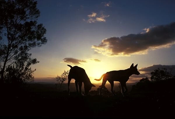 Dingo - silhouette of pair against setting sun, Southern New South Wales, Australia JPF17607