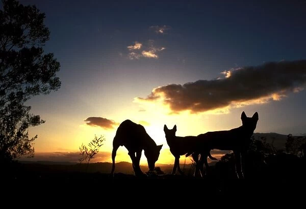 Dingo - silhouette, Southern New South Wales, Australia JPF17615