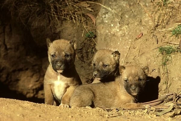 Dingo - Three-week-old pups outside the den, Southern New South Wales, Australia JPF17505