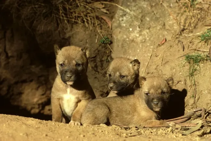 Framed Print : Dingo - Three-week-old pups outside the den, Southern New South Wales, Australia JPF17505