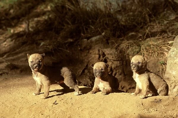 Dingo - three-week pups at den entrance, Southern New South Wales, Australia JPF17511