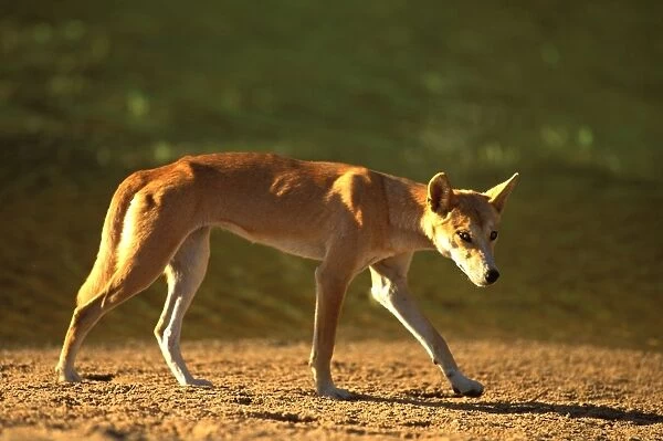 Dingo - walking in arid area - Finke Gorge National Park - Northern Territory - Australia JLR05831