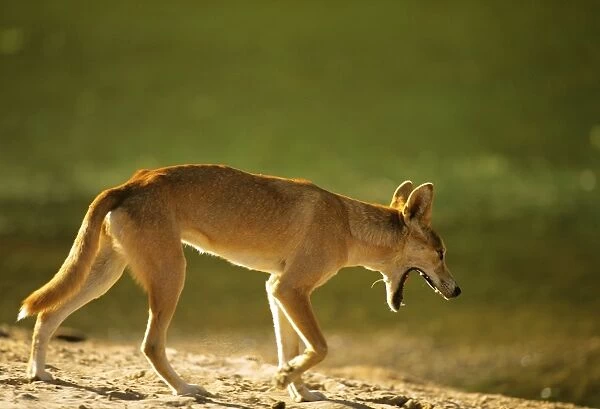 Dingo - walking in arid area - Finke Gorge National Park - Northern Territory - Australia JLR05830