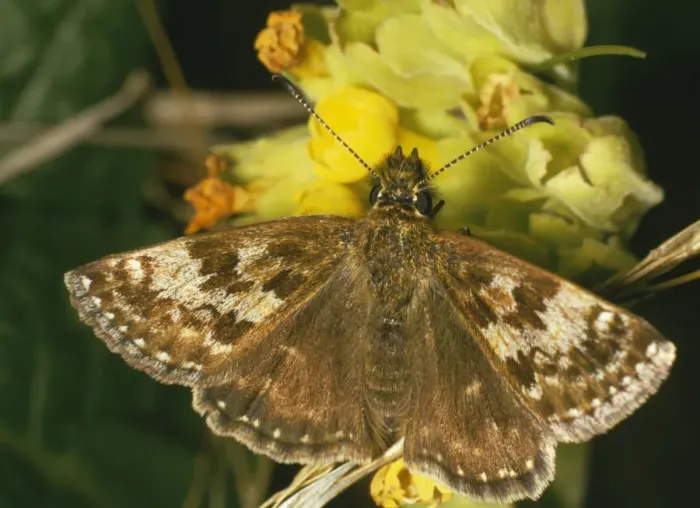 Framed Print : Dingy Skipper Butterfly Framed Print : Dingy Skipper Butterfly