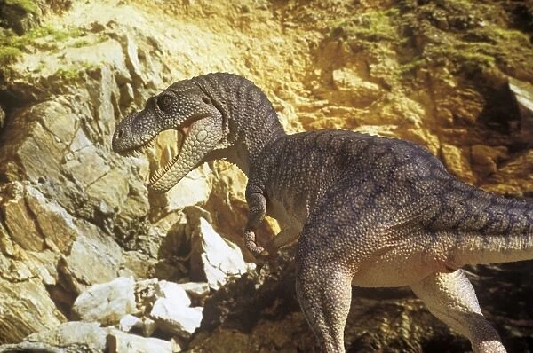 Dinosaur - Albertosaurus - hunting. Reconstruction. Late Cretaceous