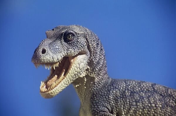 Dinosaur - Albertosaurus liberatus - against a blue sky. Late Cretaceous