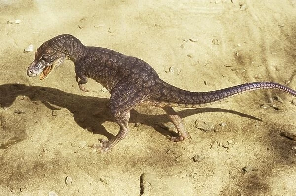 Dinosaur - Albertosaurus - walking. Reconstruction. Late Cretaceous