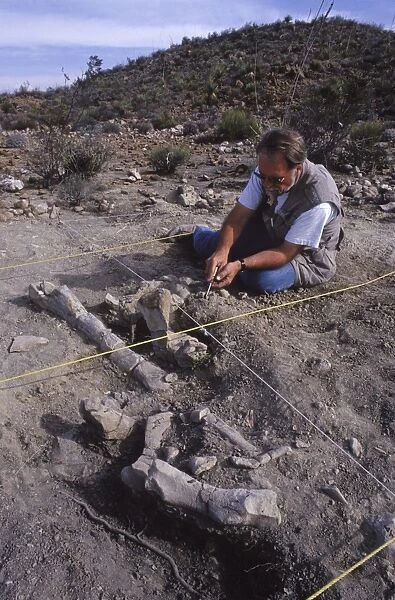 Dinosaur: excavating a Hadrosaur skeleton. Upper Cretaceous sediments. Dig located outside the village of Rincon Colorado, near Saltillo, Coahuila State, Mexico. In the early 1990's