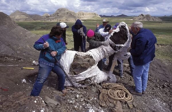 Dinosaur excavation - a group of paleontologists
