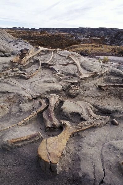 Dinosaur excavation - Hadrosaurs Hadrosaur bones in situ after excavation. Dinosaur Park Lormation, LateCretaceous Dinosaur Provincial Park, Alberta, Canada