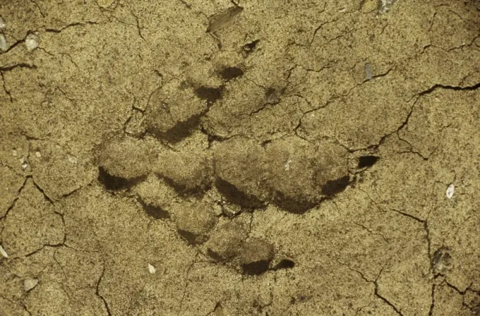 Framed Print : Dinosaur - Hind footprint of Albertosaurus. Reconstruction. Late Cretaceous Framed Print : Dinosaur - Hind footprint of Albertosaurus. Reconstruction. Late Cretaceous