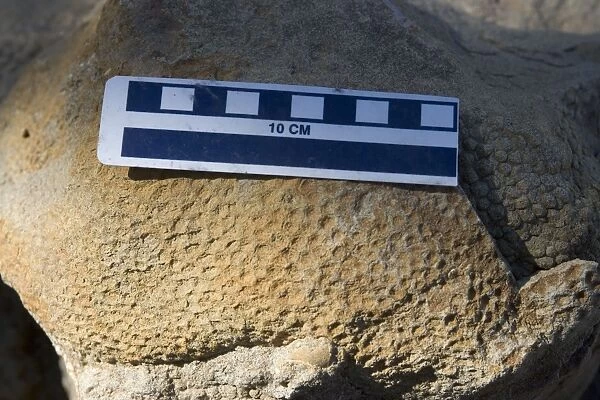 Dinosaur skin impression - of a Hadrosaur ('Duck-billed dinosaur'). Age: Kaiparowits Formation, Late Cretaceous Location: Grand Staircase-Escalante National Monument, Utah